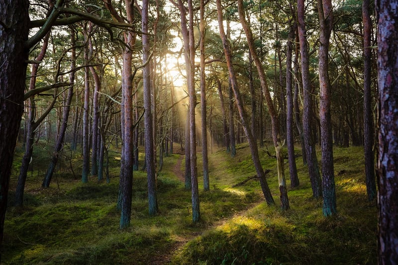 Mindful walking in nature
